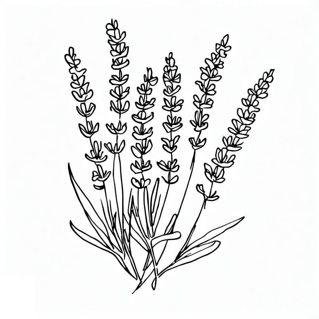 Desenho de Plantá de Lavanda para Colorir