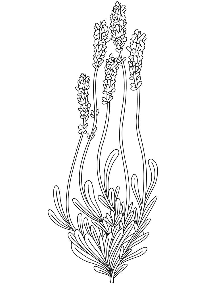 Desenho de Plantá de Lavanda para Crianças para Colorir