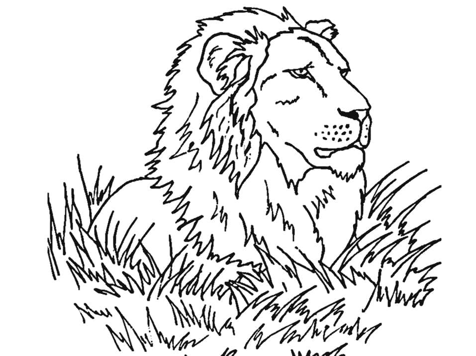 Desenho de Leão Selvagem para Colorir
