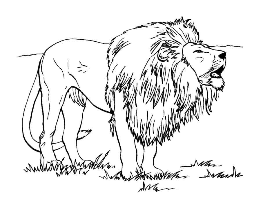 Desenho de um Leão Selvagem para Colorir