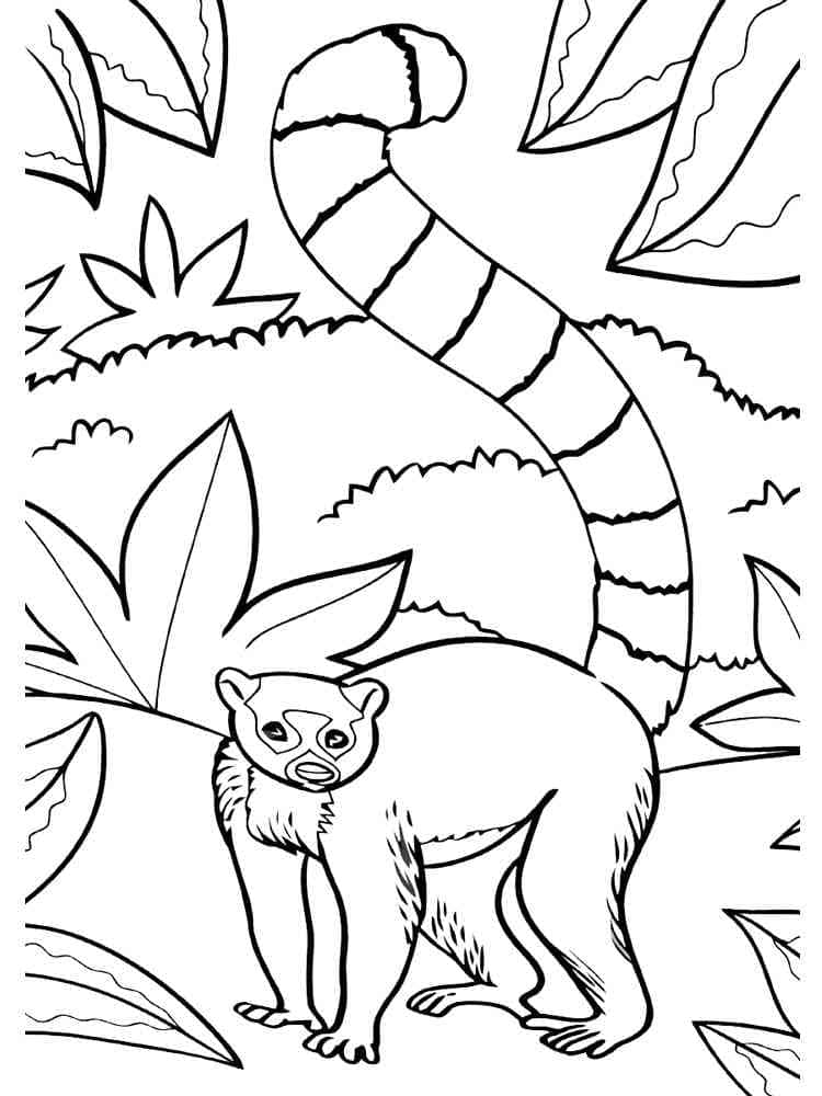 Desenho de Lemure em Estado Selvagem para Colorir