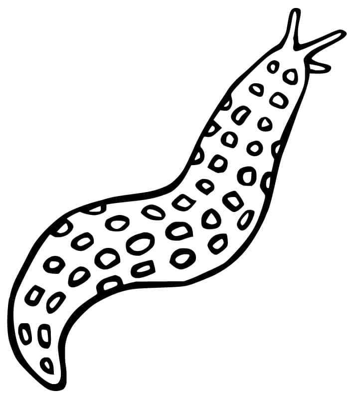 Desenho de Lesma Muito Fácil de Desenhar e Colorir