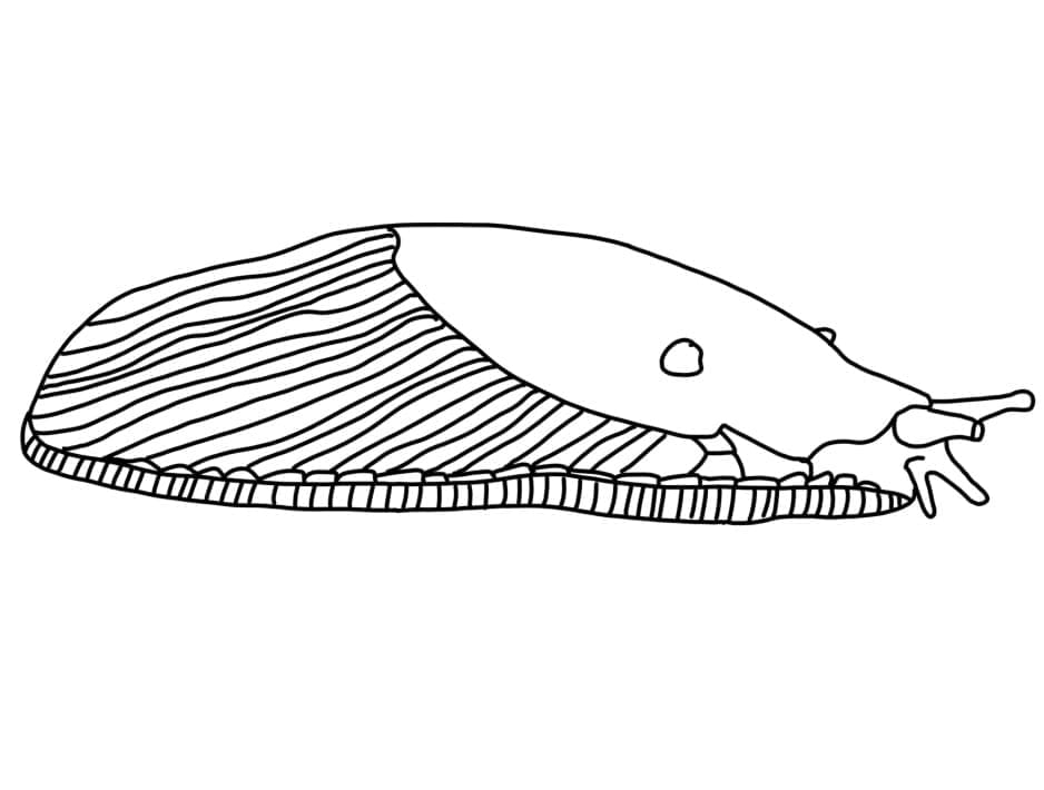 Desenho de uma Lesma para Colorir