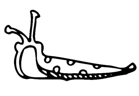 Desenho fácil para Imprimir de Lesma