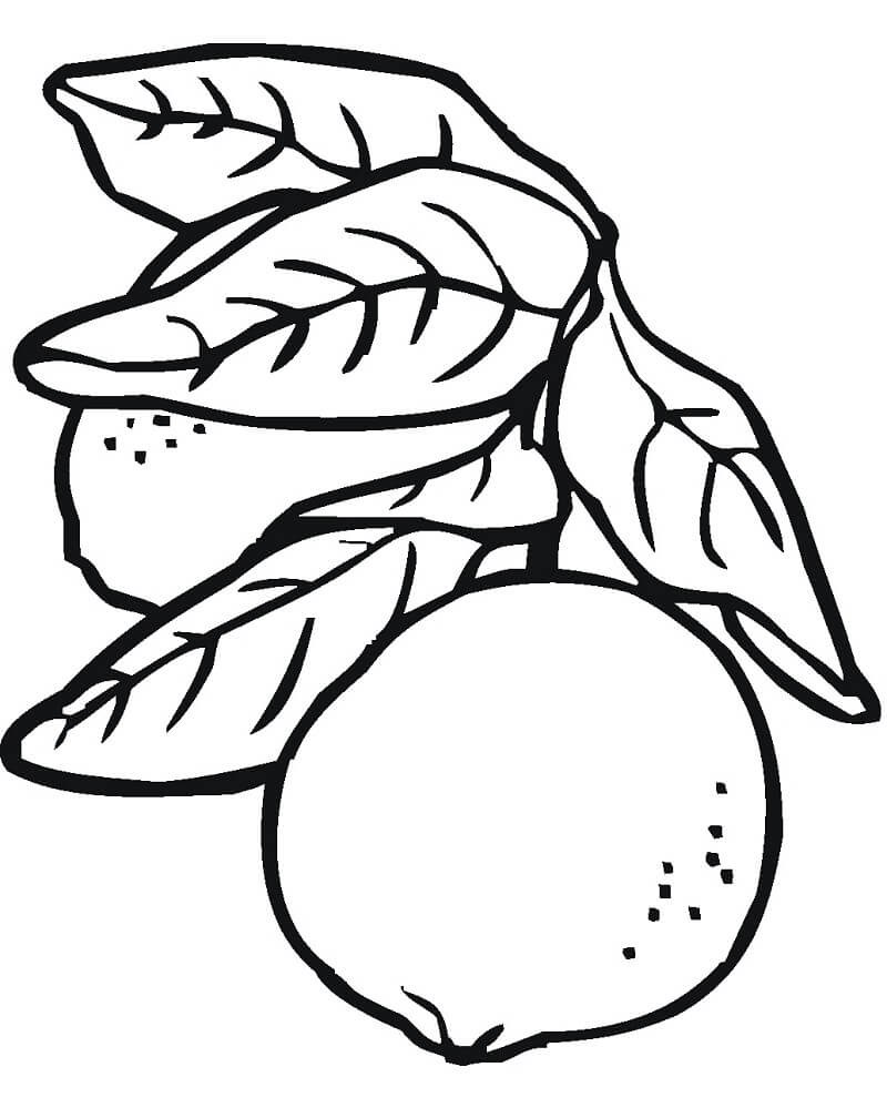 Desenho de Limão para Colorir Imprimivel Pdf