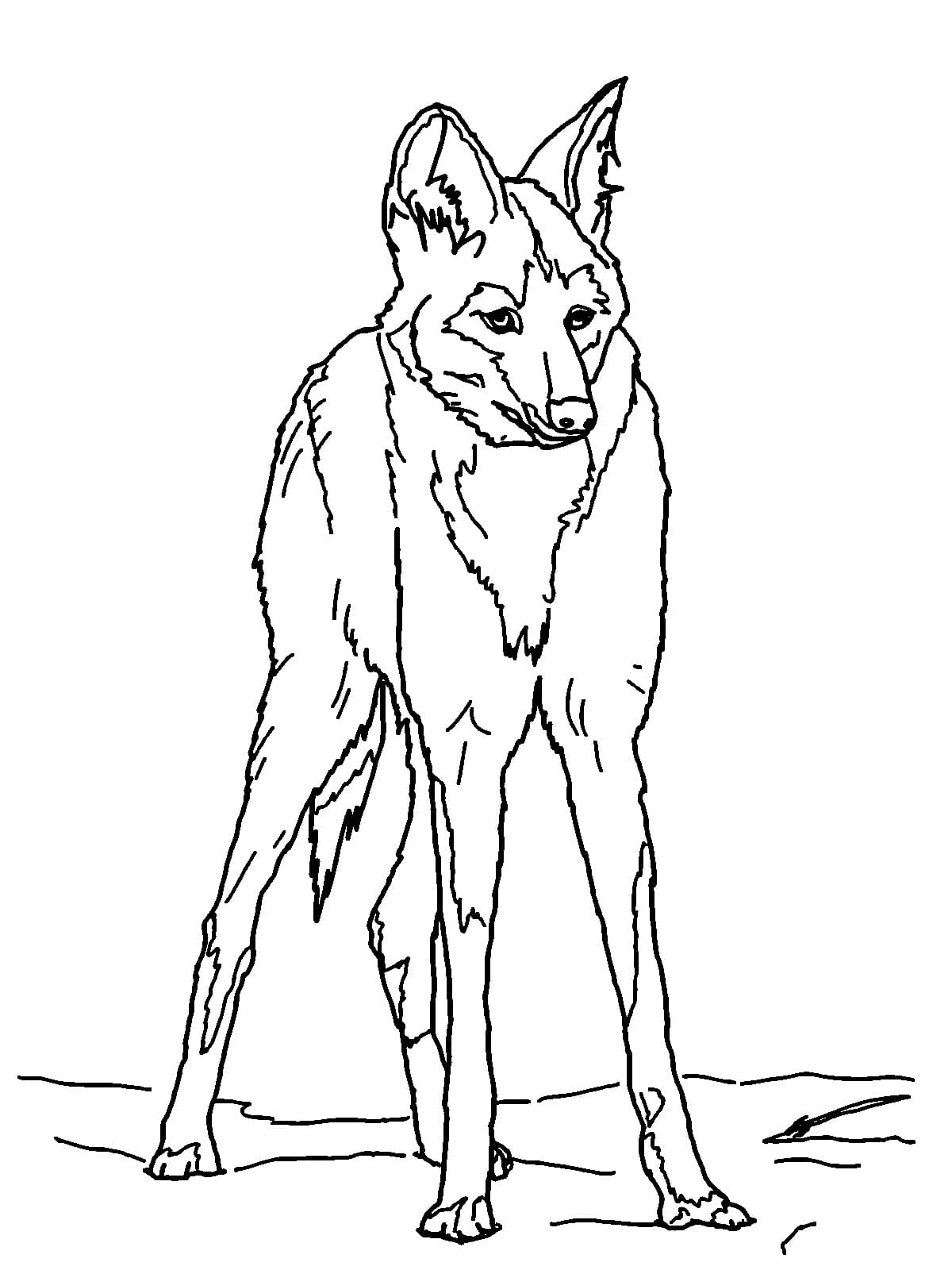 Desenho de Lobo Guara Grátis para Colorir