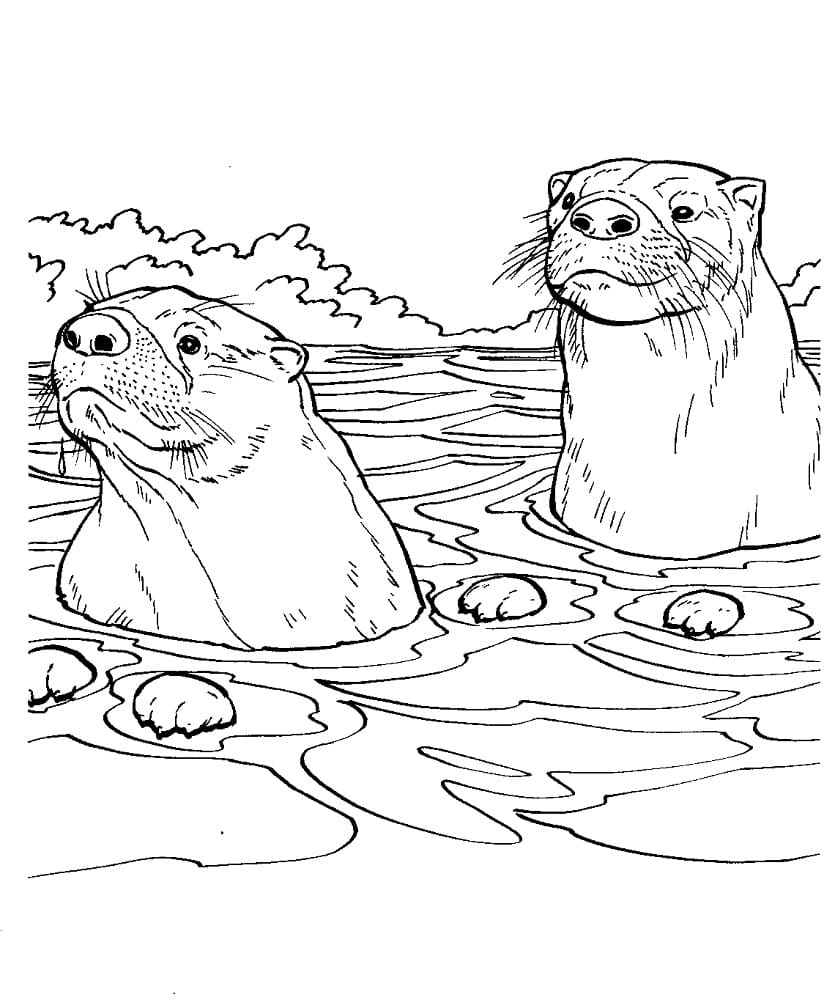 Desenho de Duas Lontras para Colorir