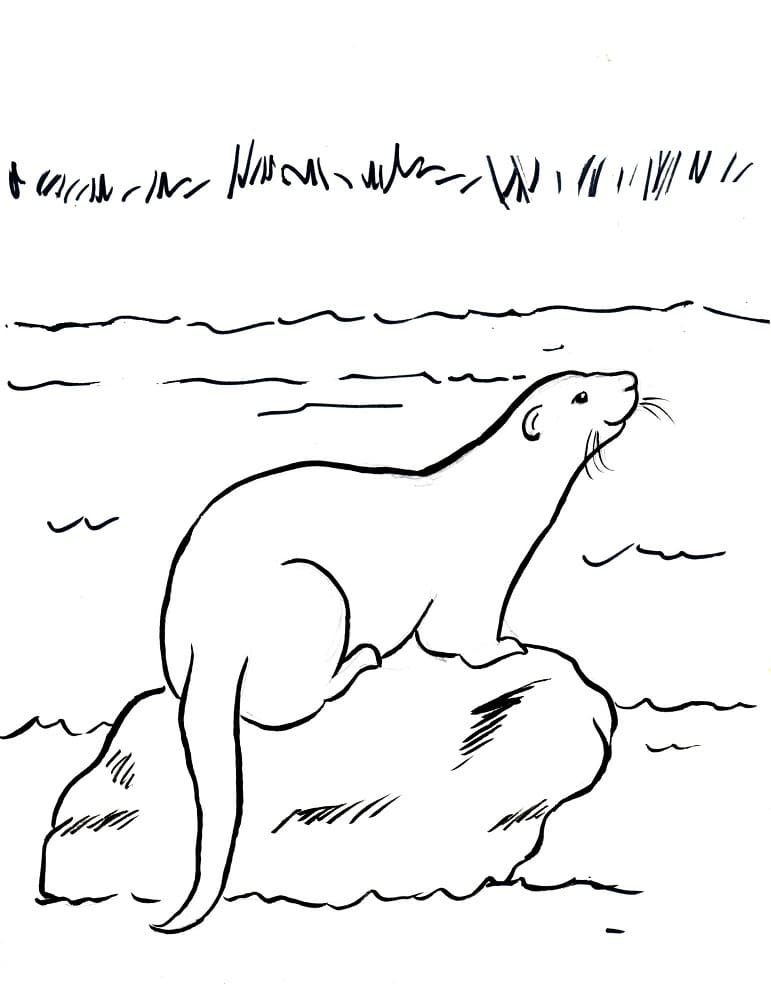 Desenho de Lontra de Rio para Colorir