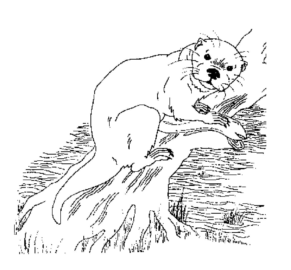 Desenho de Lontra do Mar para Colorir