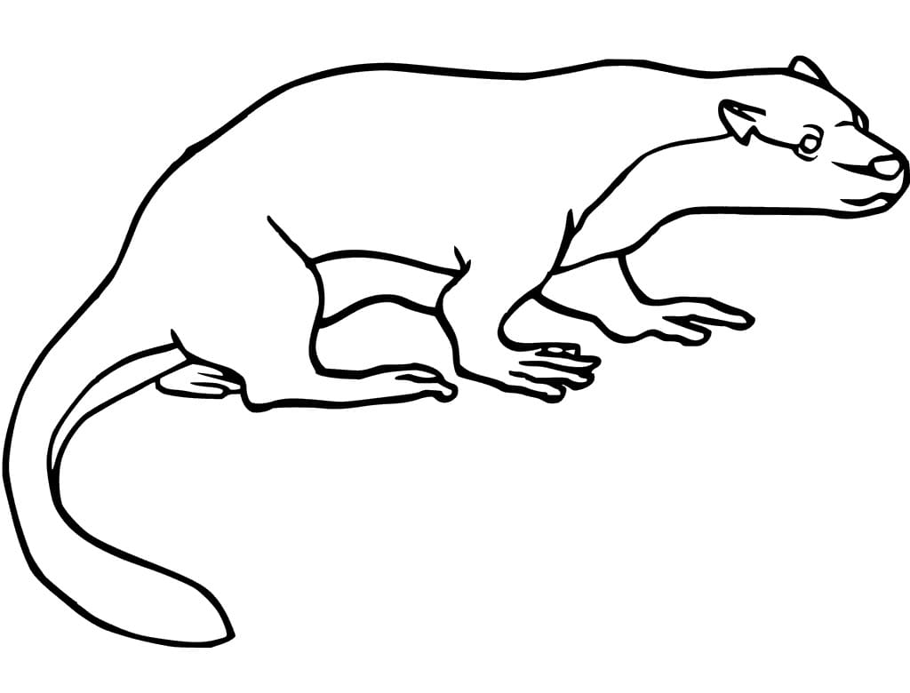 Desenho de Lontra Fácil para Colorir