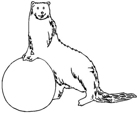 Desenho de Lontra grátis para Colorir