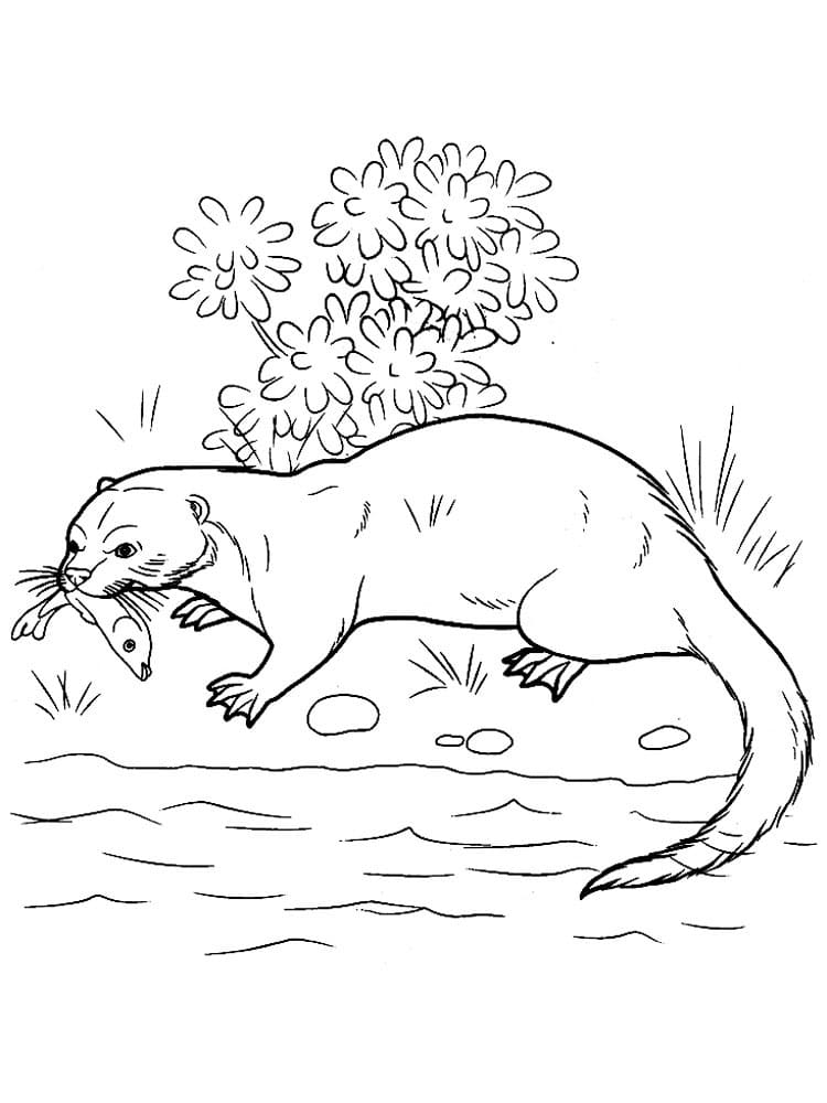 Desenho de Lontra Pegando Peixe para Colorir