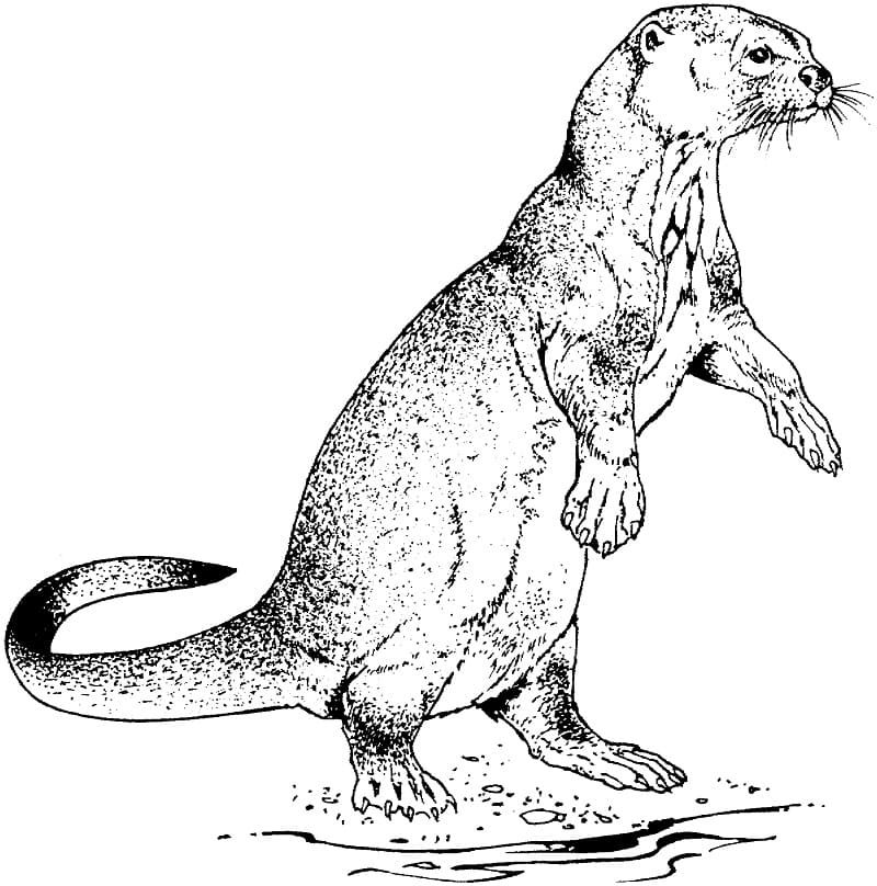 Desenho de Lontra Realista para Colorir