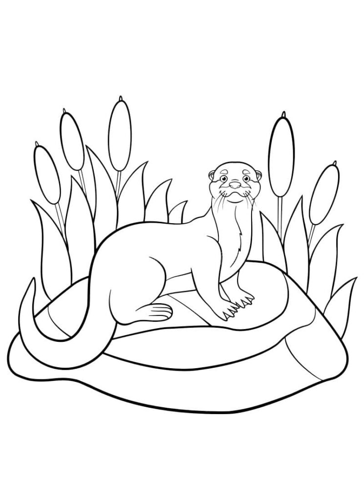 Desenho de Lontra Sorrindo para Colorir