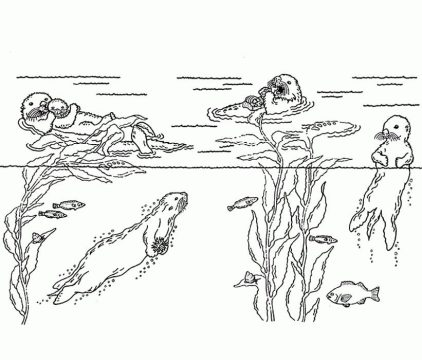 Desenho de Lontras Nadando para Colorir