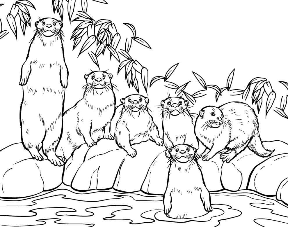 Desenho de Lontras para Colorir