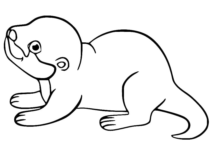 Desenho de uma Lontra Bebê para Colorir