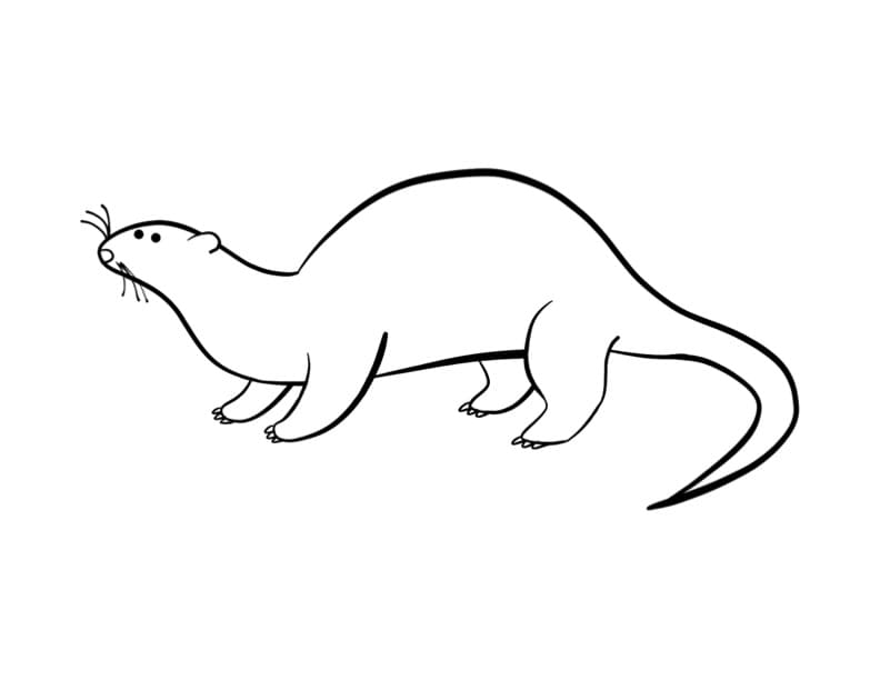 Desenho de uma Lontra Fofa para Colorir