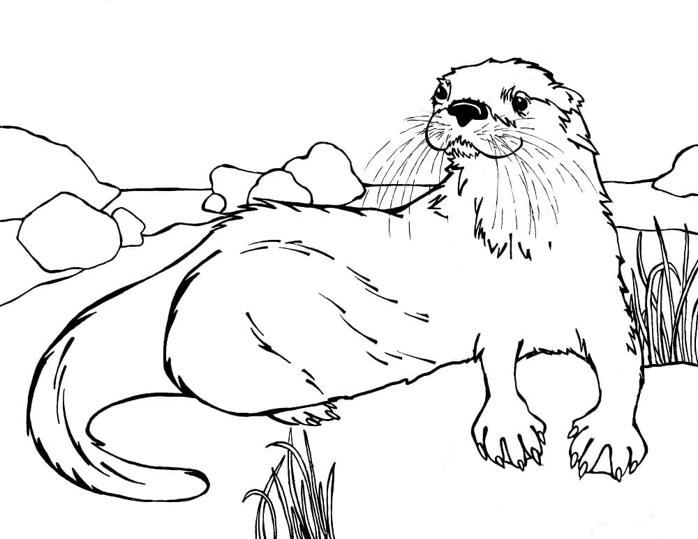 Desenhos de Lontra para Colorir