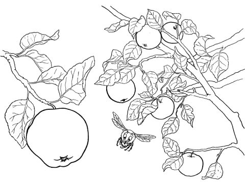 Desenho Imprimível de Fruta maçã para Colorir