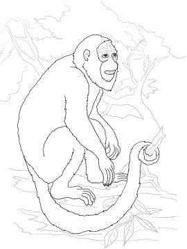 Desenho Macaco Normal para Colorir