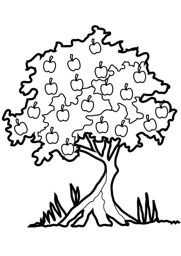 Desenho de Macieira para Colorir Download