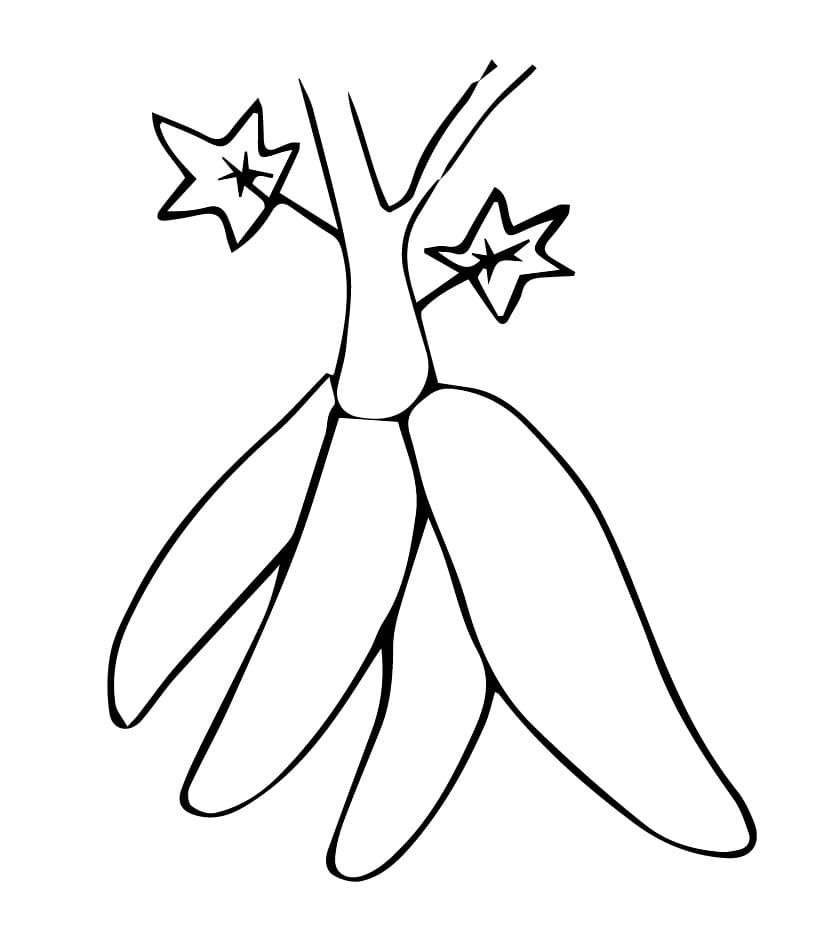 Desenho de Mandioca Imprimivel Grátis para Colorir