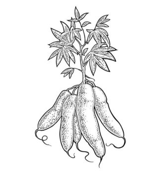 Desenho de Mandioca para crianças de 4 Ano para Colorir