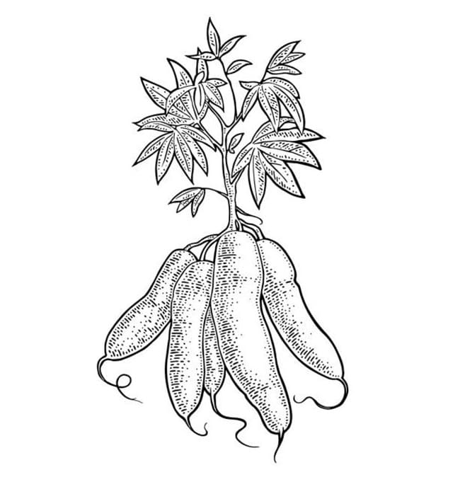 Desenho de Mandioca para Crianças de 4 Ano para Colorir