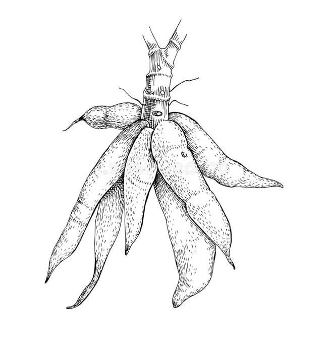 Desenho de Mandioca para Crianças de 5 Ano para Colorir