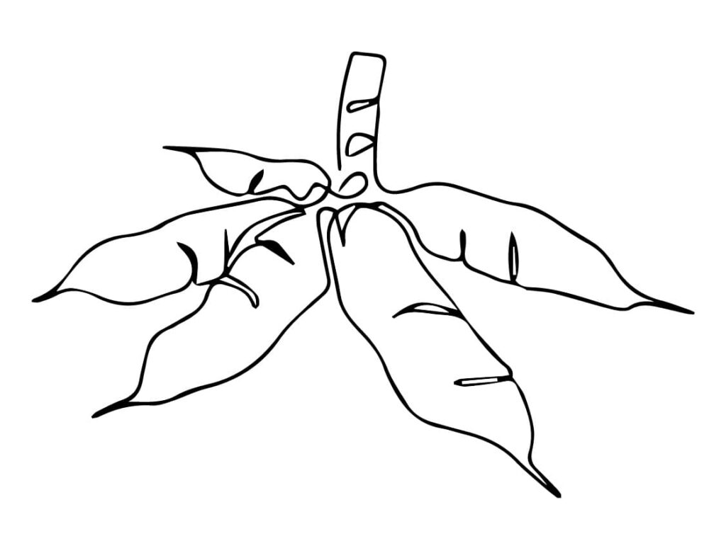 Desenho de Mandioca para Crianças para Colorir