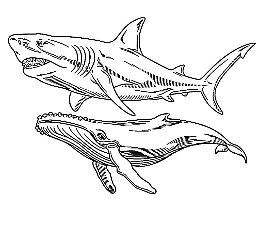 Desenho de Megalodon e Baleia para Colorir