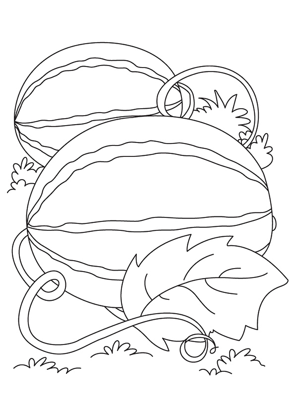 Desenho de Plantação de Melancia para Colorir