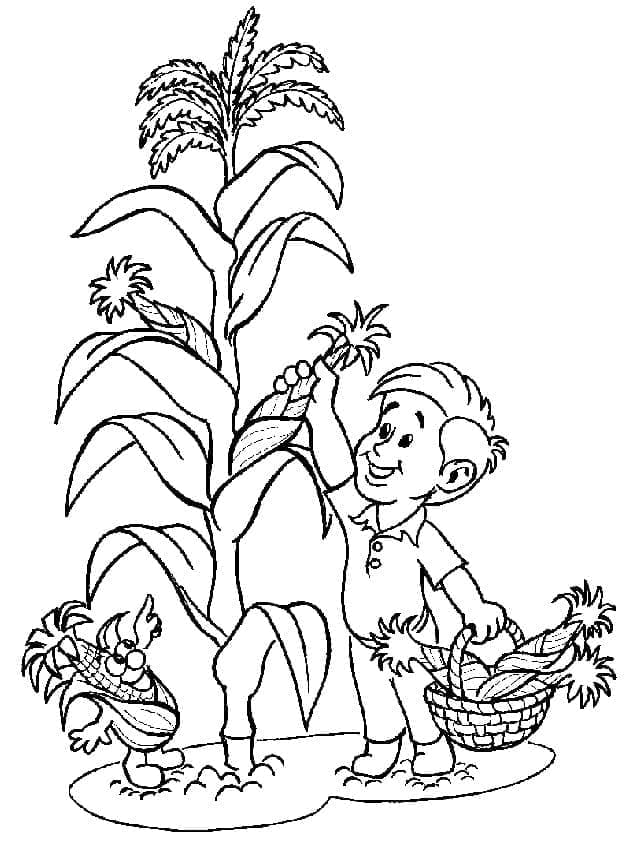 Desenho de Garotinho Coletando Milho para Colorir