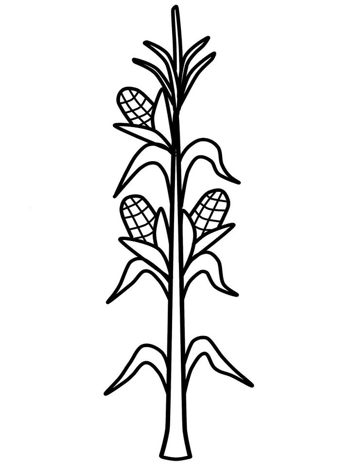 Desenho de Milho Baixar Imprimivel