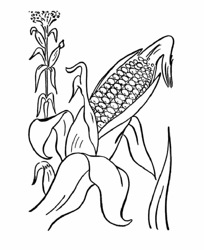 Desenho de Plantá de Milho para Colorir