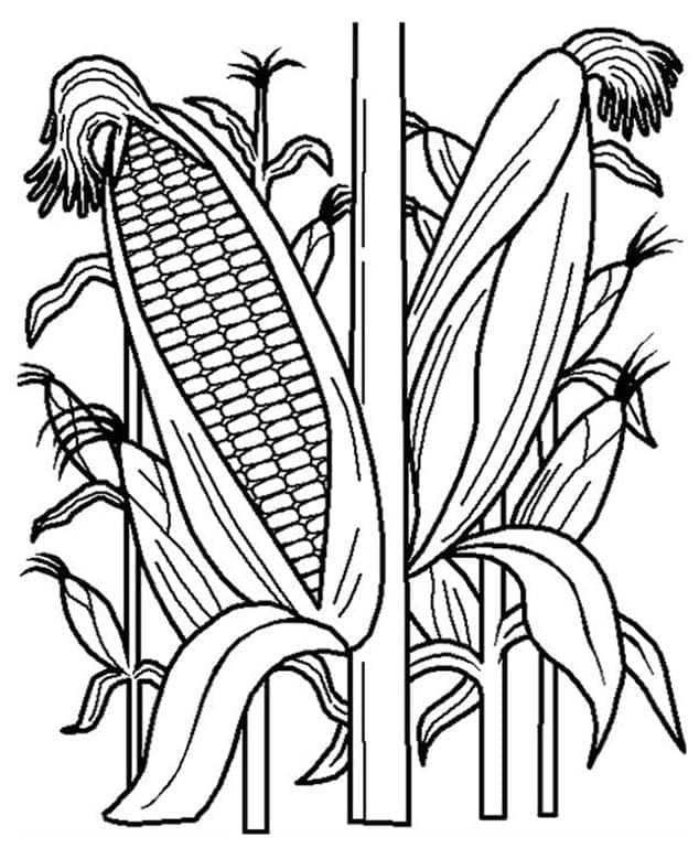 Desenho de Plantas de Milho para Colorir