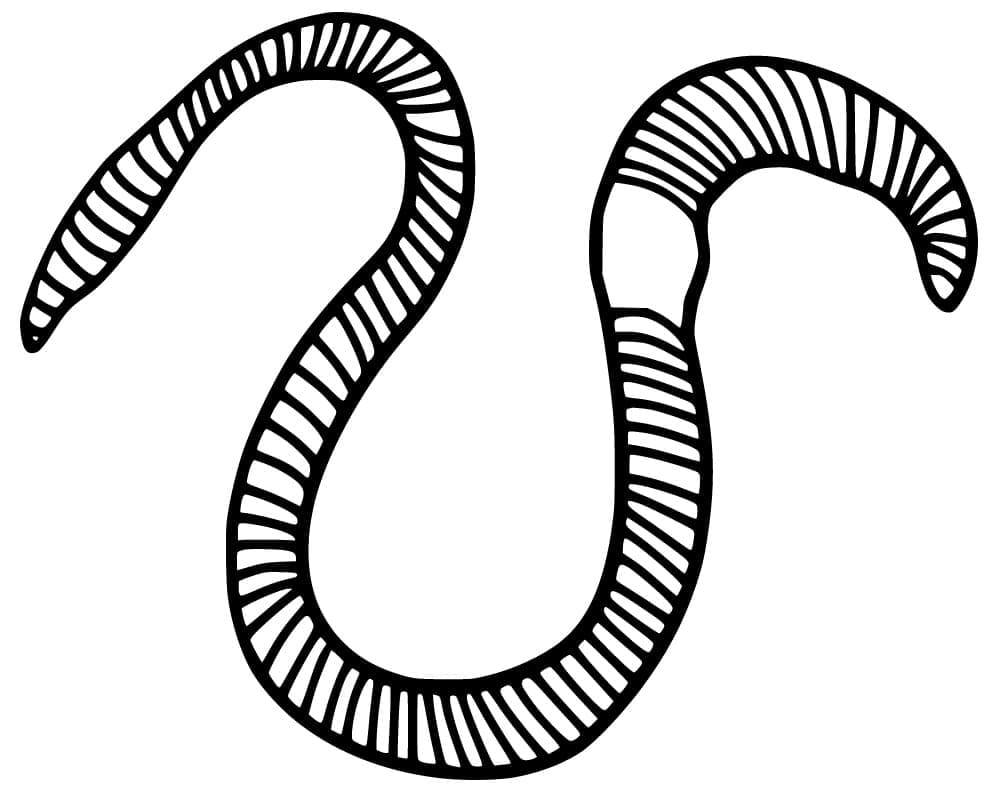 Baixar Desenho Minhoca para Colorir