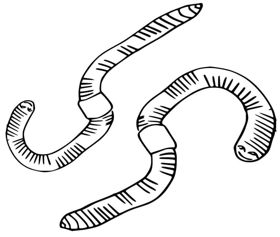 Desenho de Duas Minhocas para Colorir