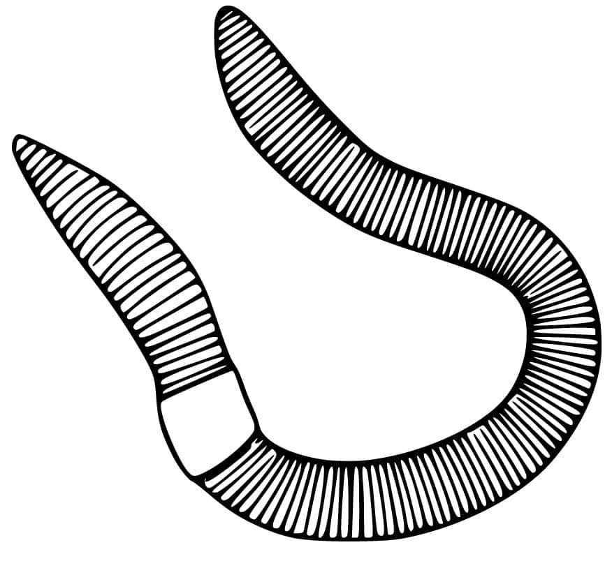 Desenho de Minhoca para Colorir em Poucos Detalhes