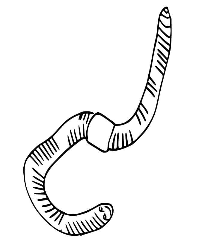Desenho Fácil em A4 de Minhoca para Colorir