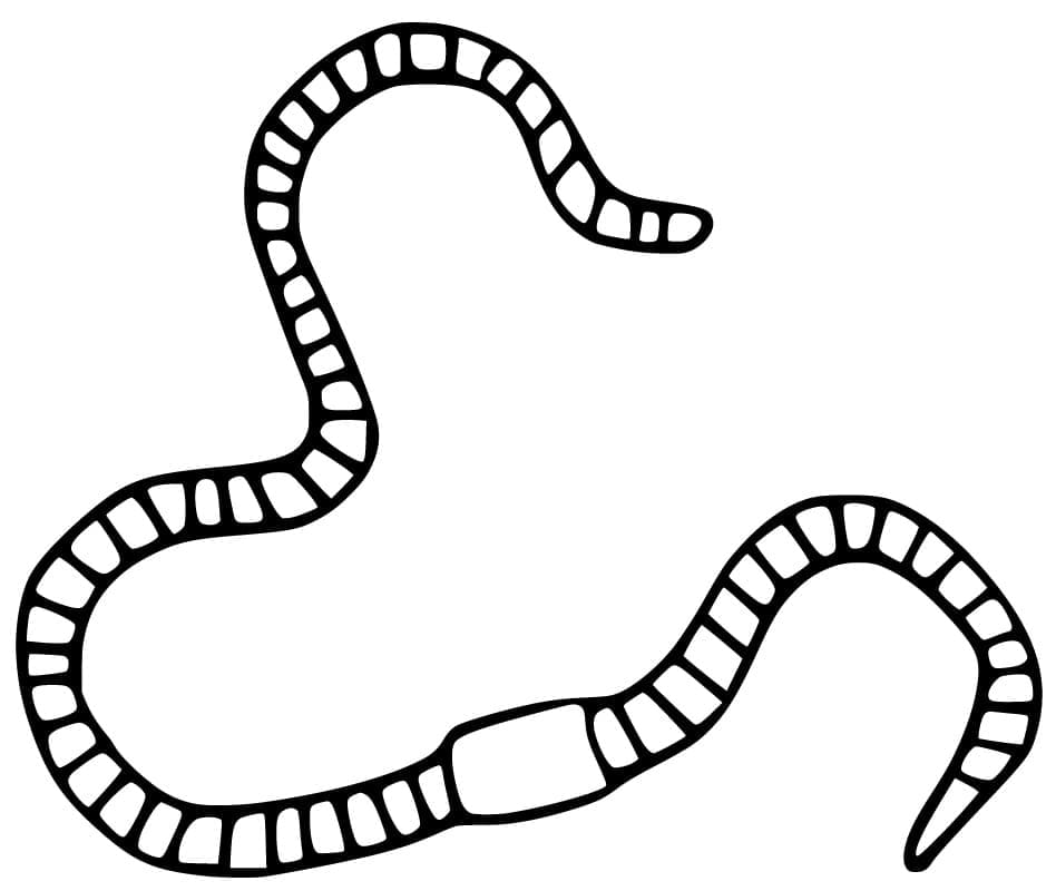 Desenhos de Minhoca para Colorir
