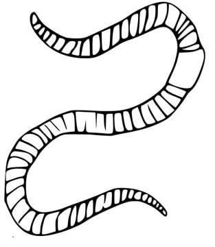 Pdf de Desenho com Minhoca fácil para Colorir