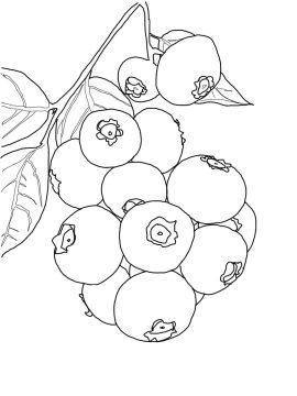 Desenho de Bando de Mirtilo para Colorir