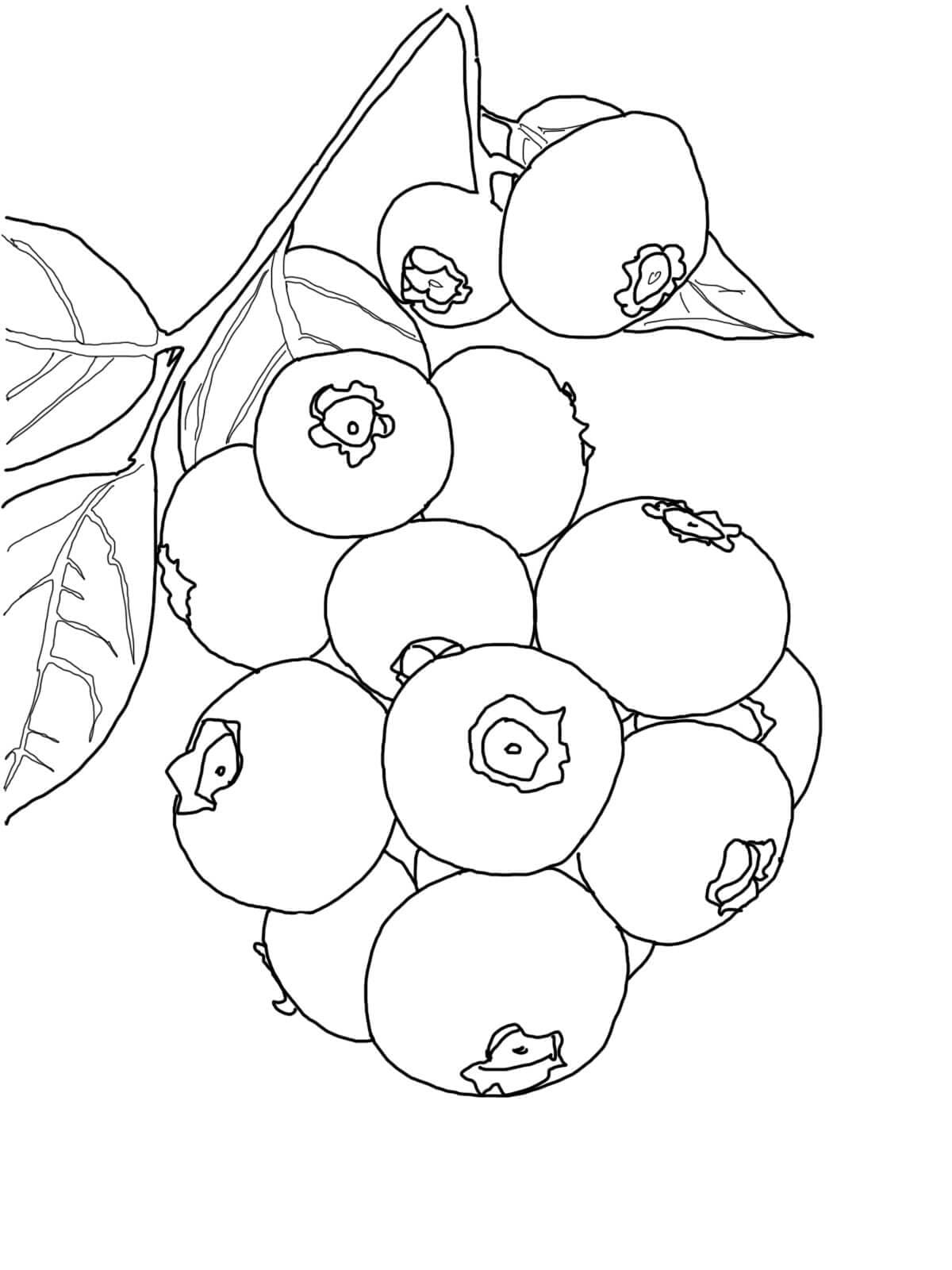 Desenho de Bando de Mirtilo para Colorir