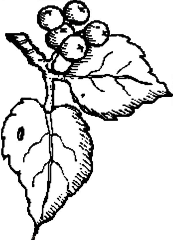Desenho de Mirtilos e Folhas para Colorir