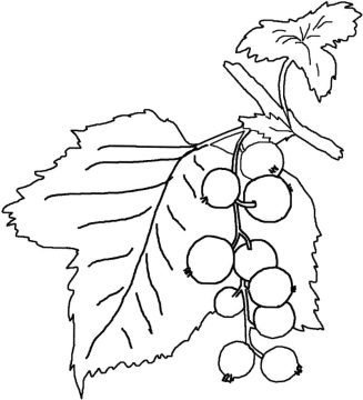 Desenho de Mirtilos Frescos para Colorir