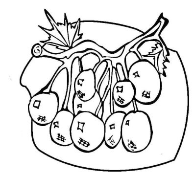 Desenho de Mirtilos grátis para Colorir