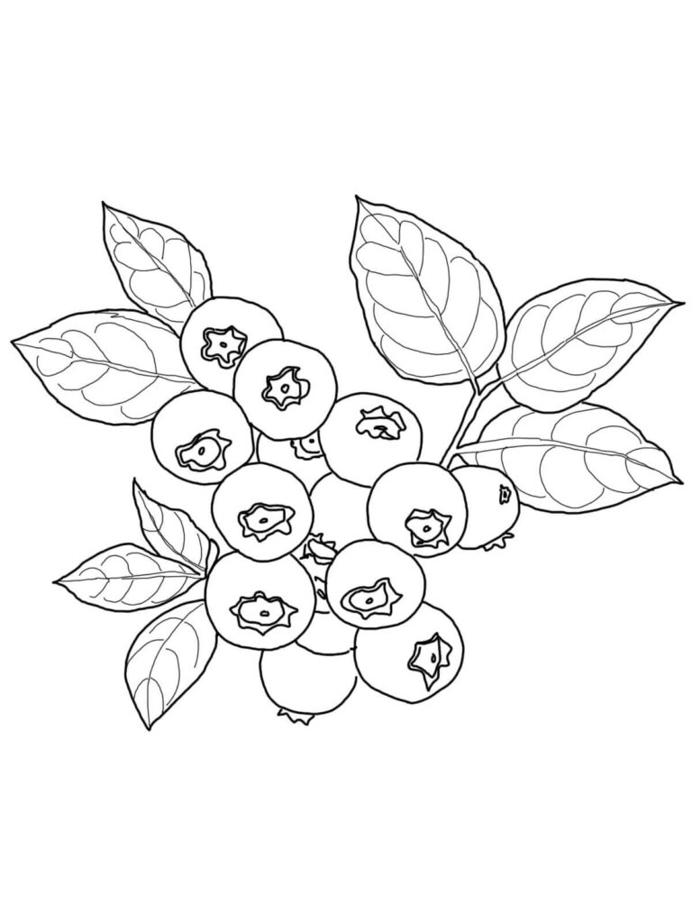 Desenho de Mirtilos Grátis para Crianças para Colorir