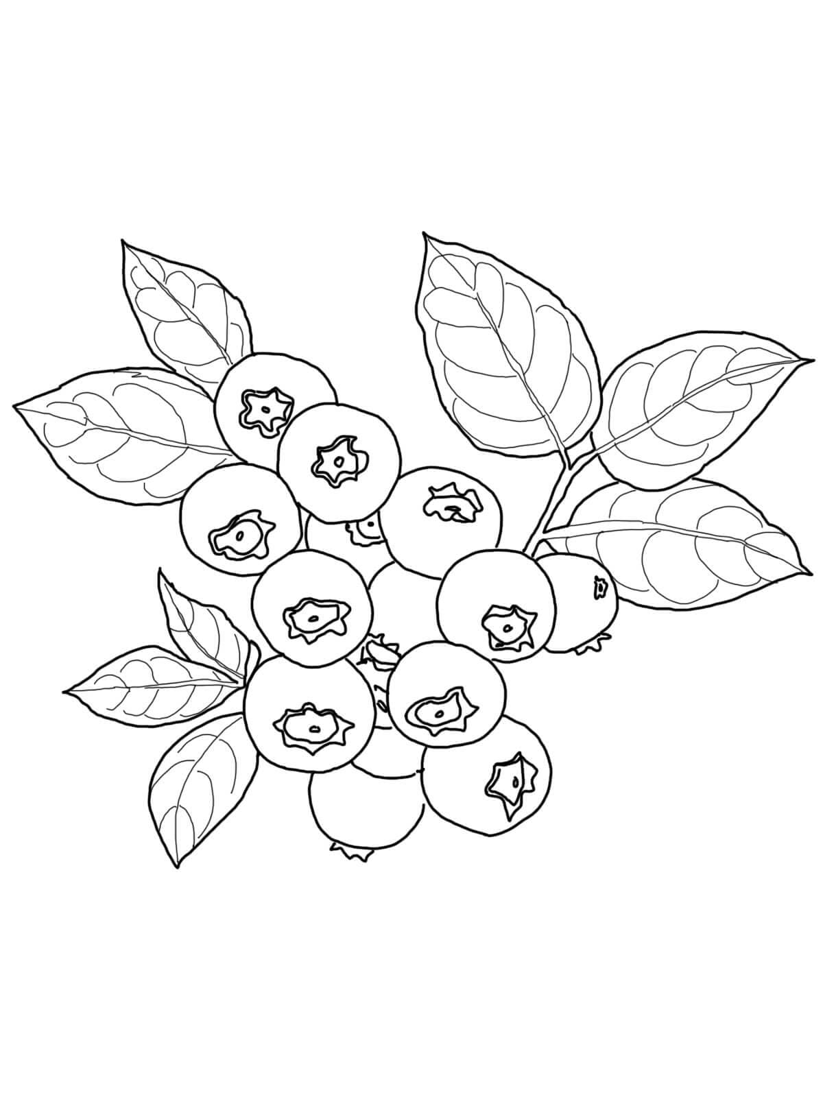 Desenho de Mirtilos Grátis para Crianças para Colorir